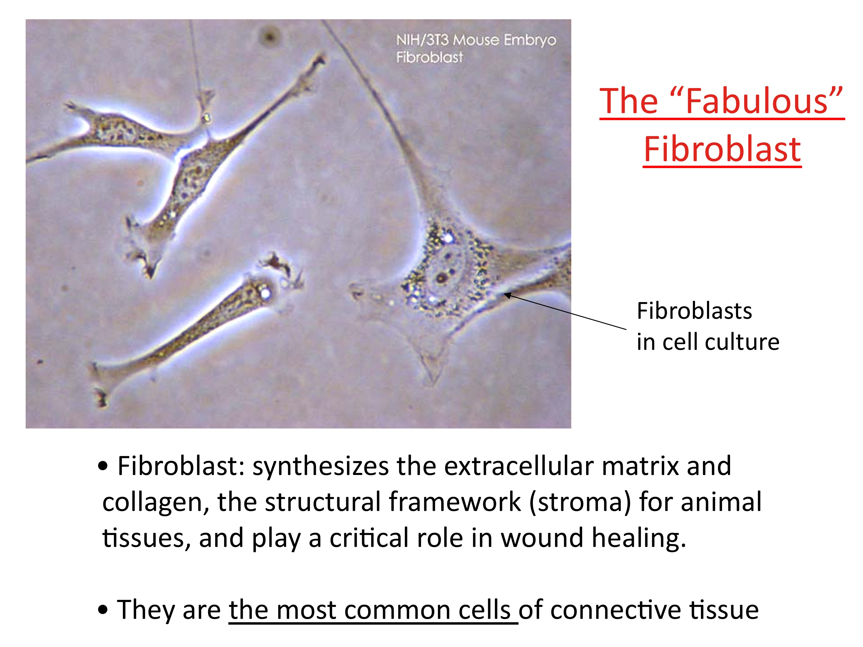 Fibroblast-2