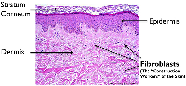 basic-anatomy-of-the-skin-epidermis-dermis-stratum-corneum-fibroblasts